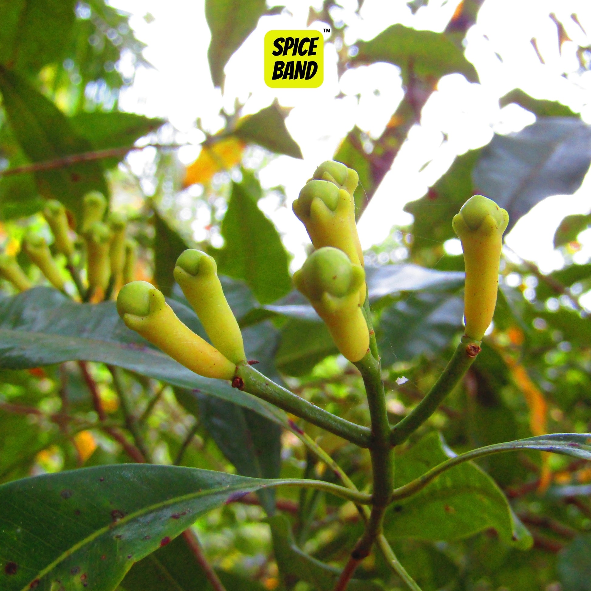 Whole Cloves – Premium Kerala Laung | Bold & Aromatic