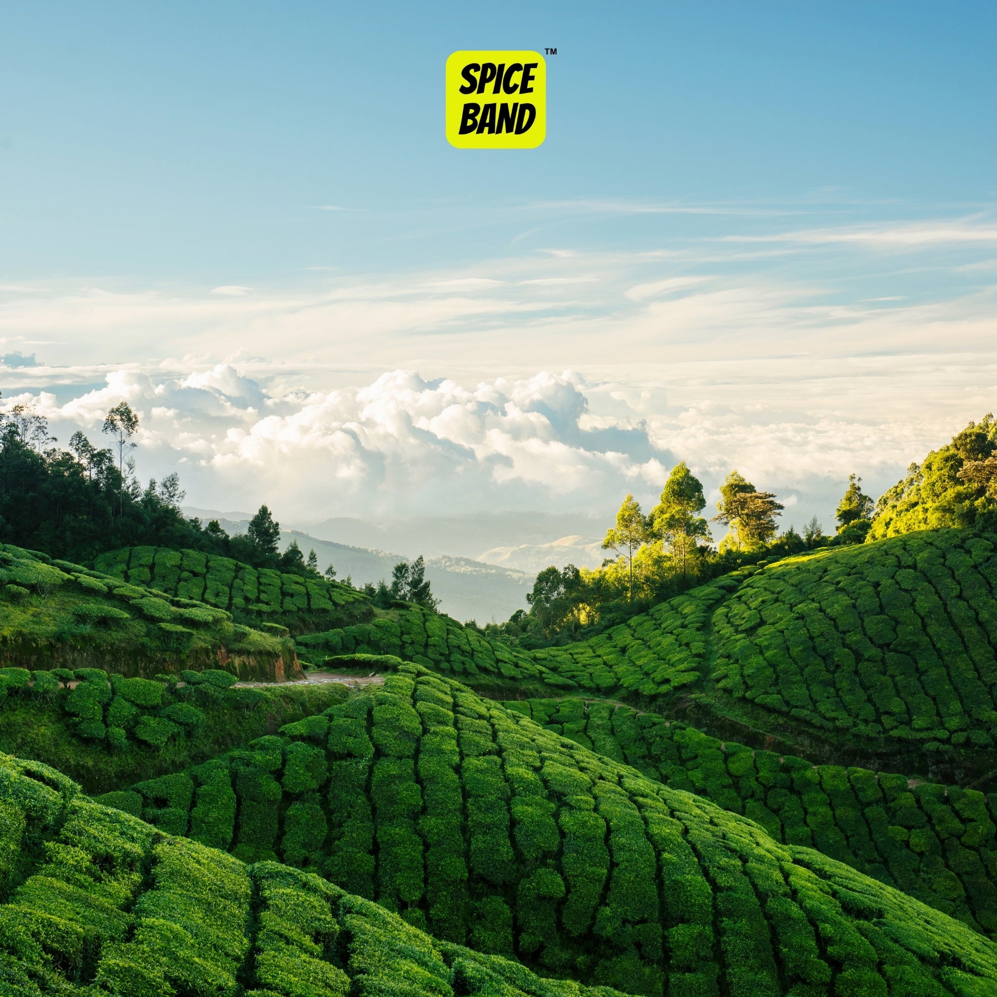Munnar Tea Dust – Strong & Aromatic South Indian Tea
