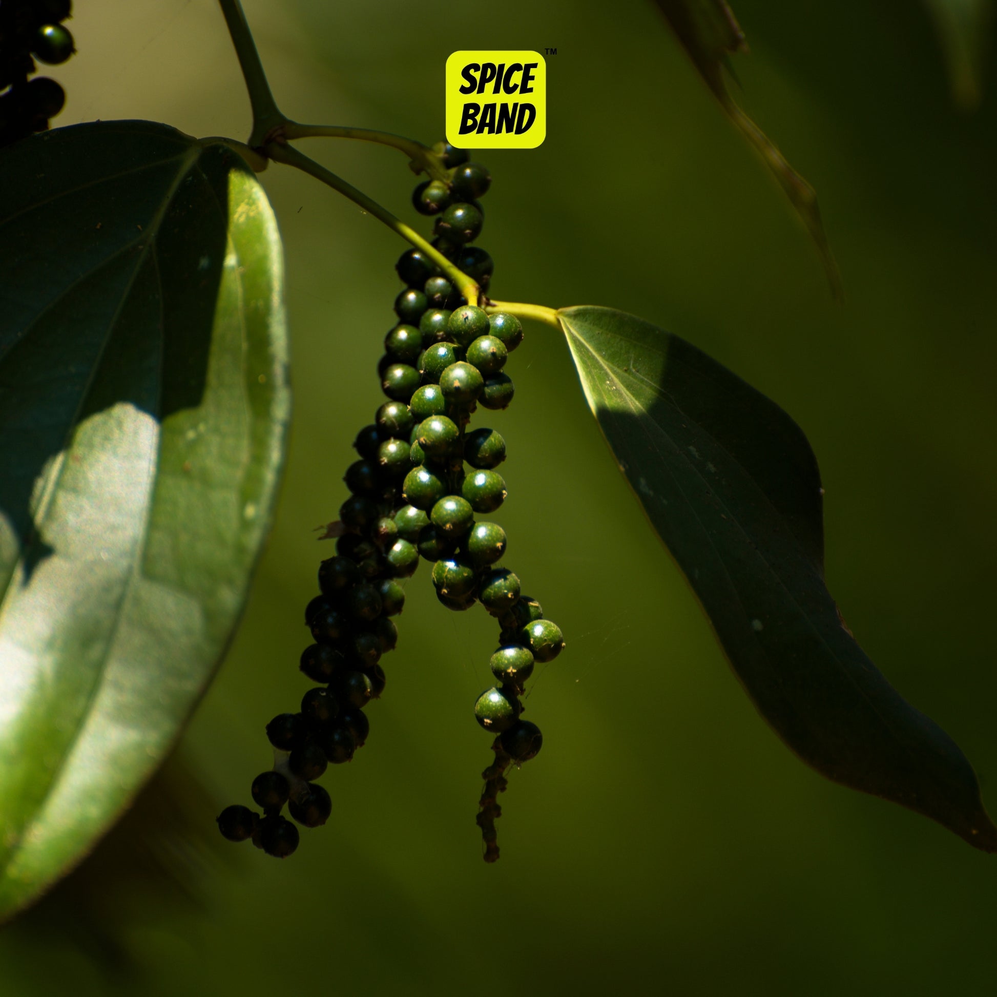 Whole Black Pepper – Bold & Aromatic Kerala Peppercorns