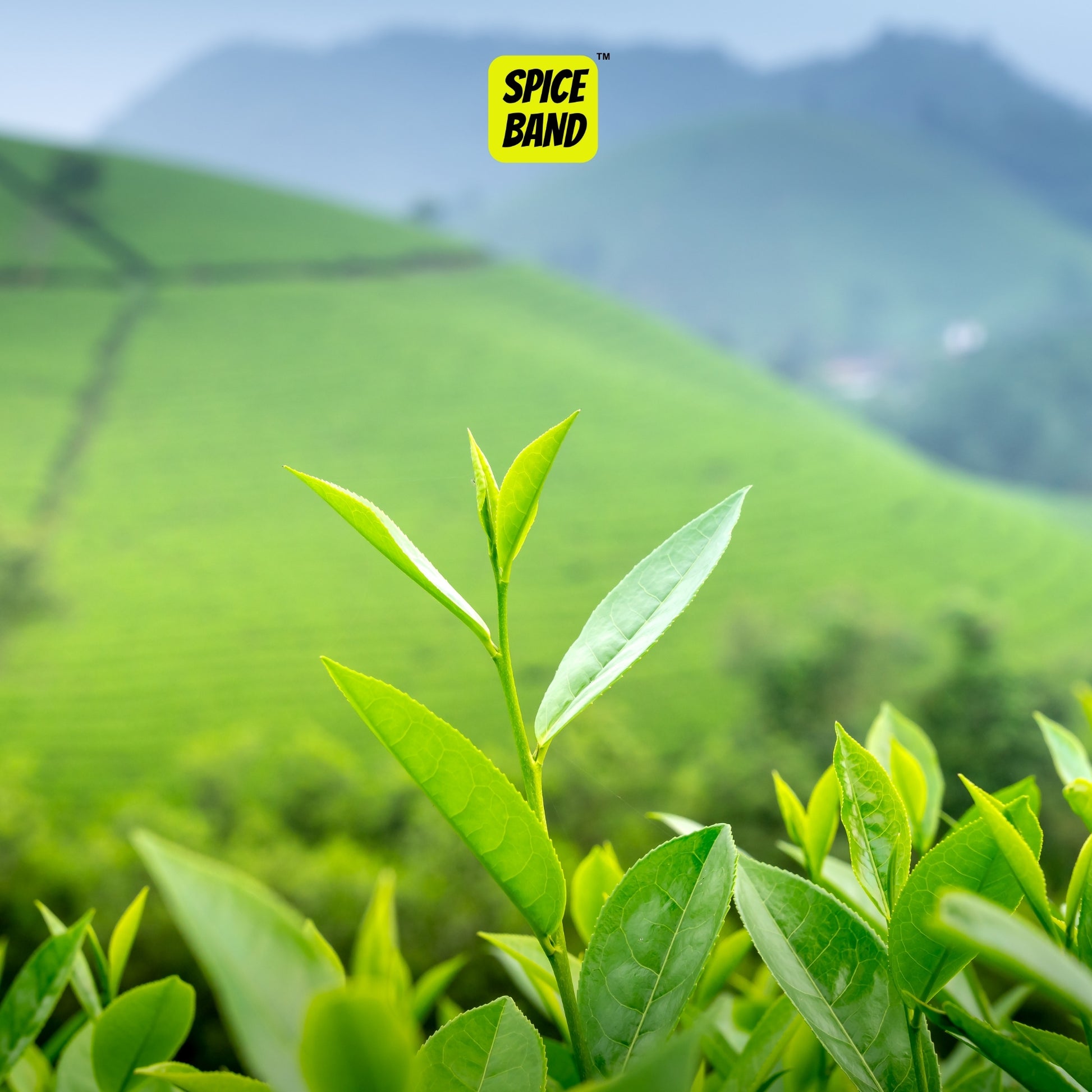 Munnar Tea Dust – Strong & Aromatic South Indian Tea