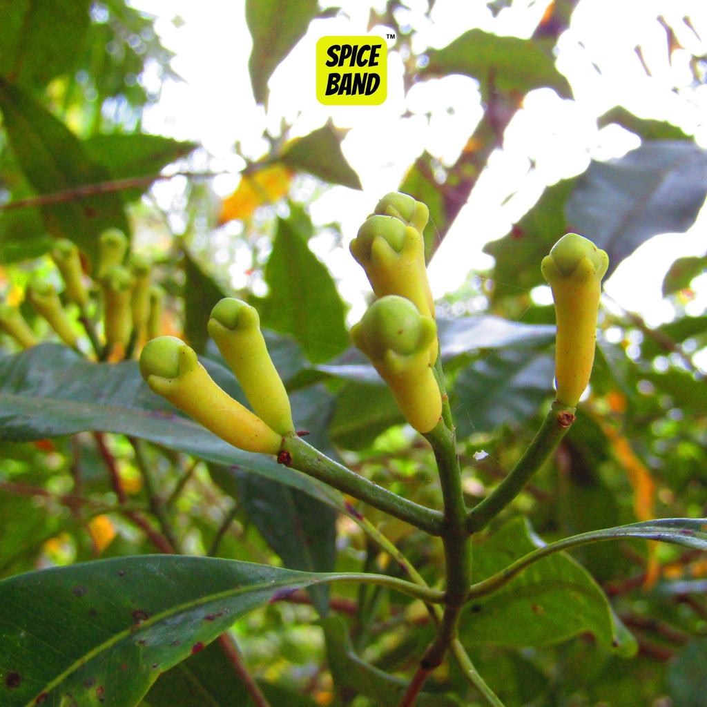 Whole Cloves – Premium Kerala Laung | Bold & Aromatic