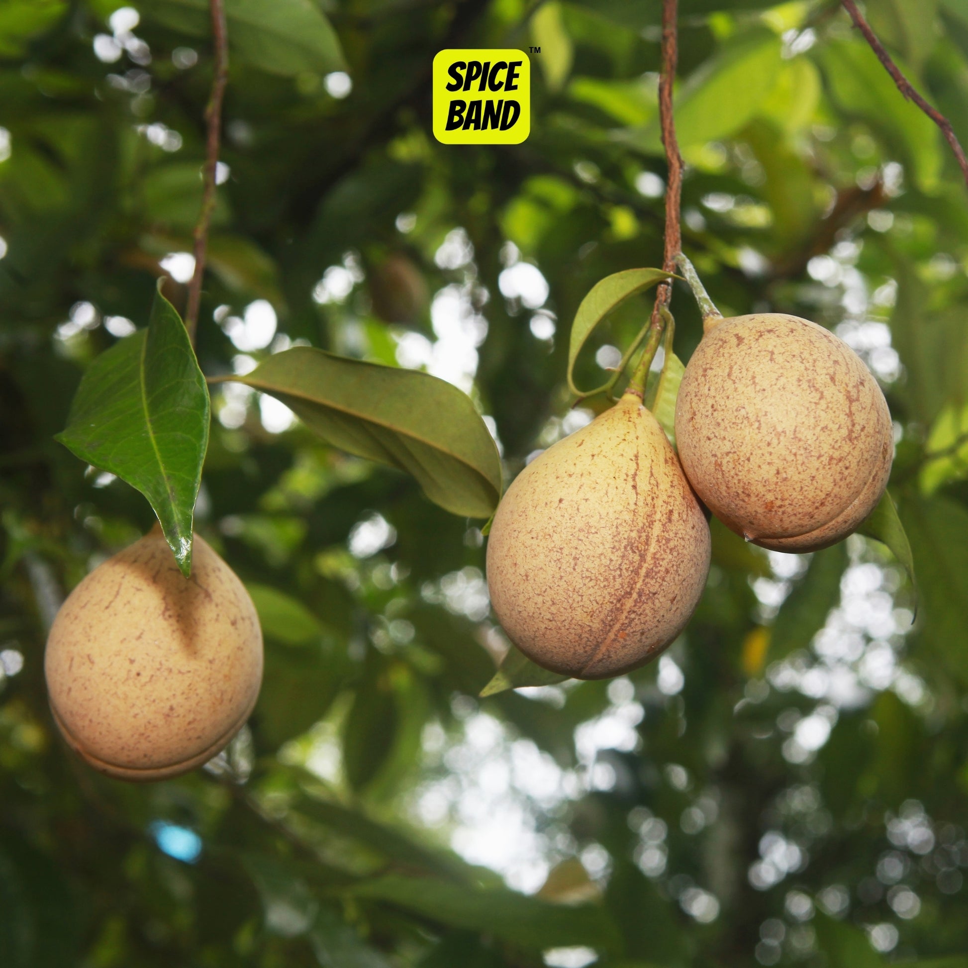 Whole Nutmeg Seeds – Kerala Fresh & Aromatic