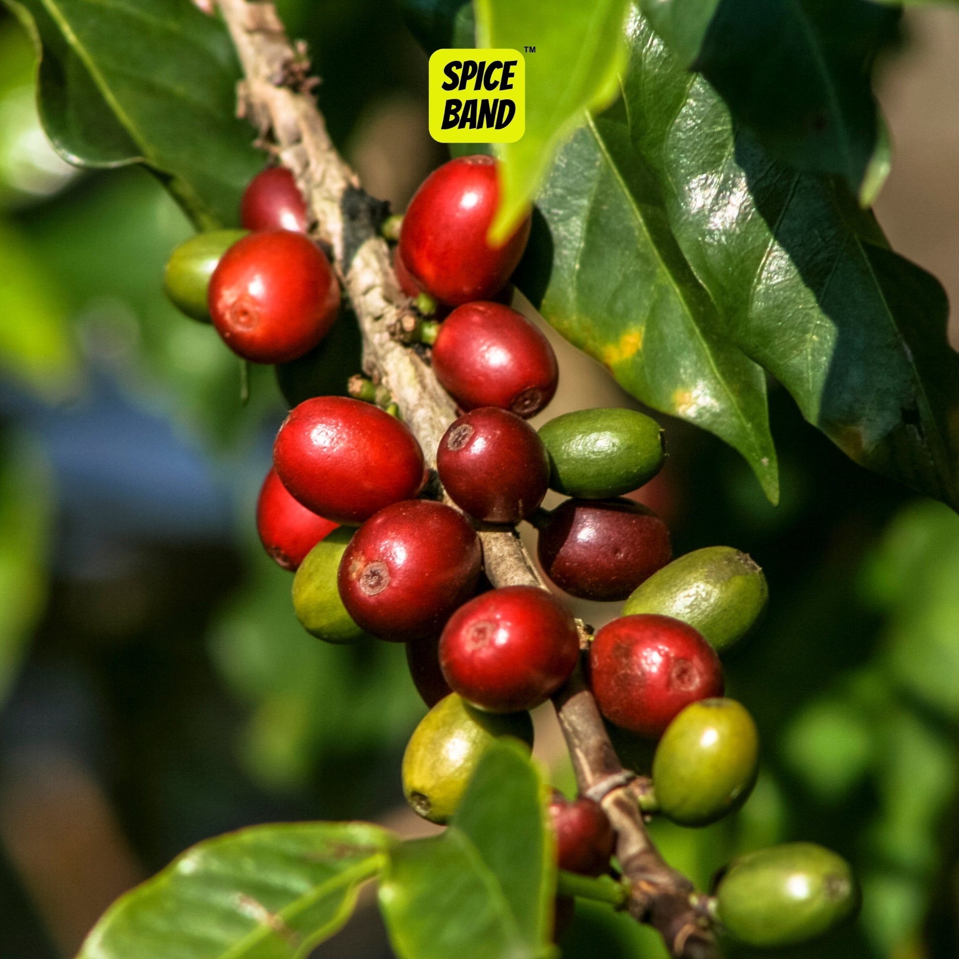 Idukki Coffee Powder – Freshly Ground South Indian Coffee